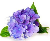 44595180-blue-hydrangea-.jpg