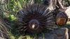 Echidna.jpg