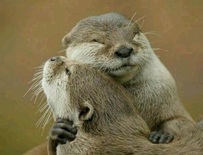 Otter hugs.jpg