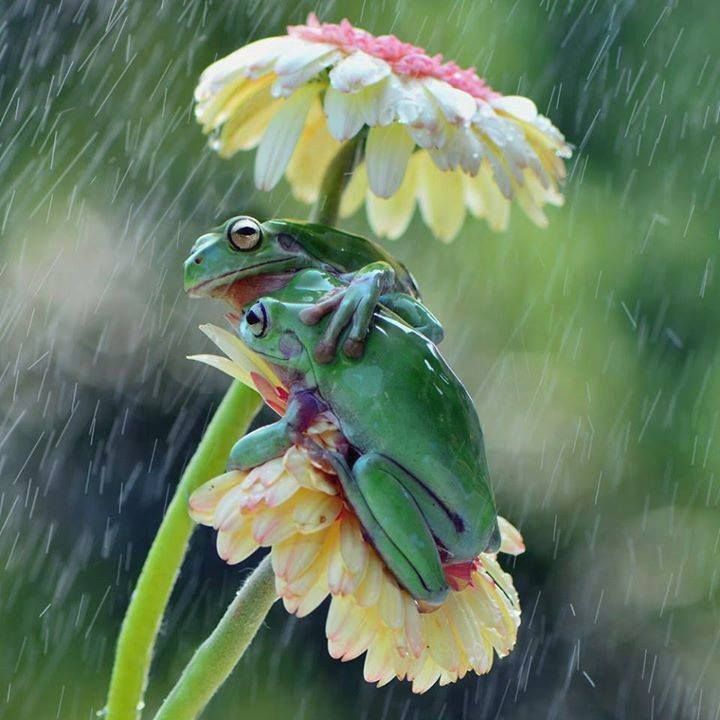 frogs.jpg